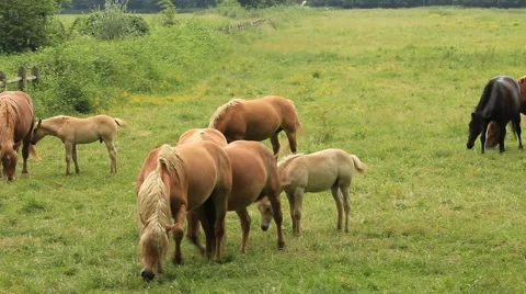 Herd of horses at liberty Stock Footage 40326504