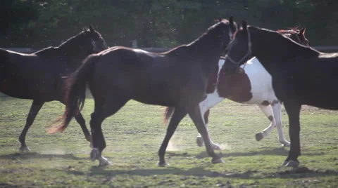 Herd of horses lightly galloping Stock Footage 68388204