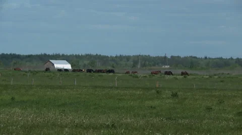 Herd of horses on meadow Stock Footage 44233407