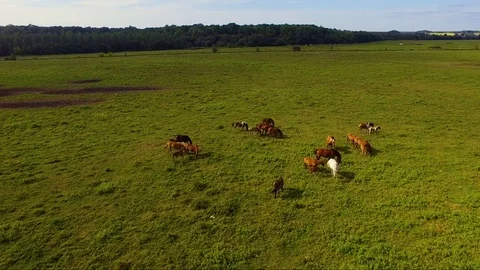 Herd of horses in a meadow Stock Footage 80369608