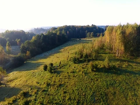 Herd of horses on a meadow, view from above Stock Footage