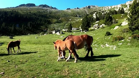 Herd of horses in the mountains Stock Footage 141362001