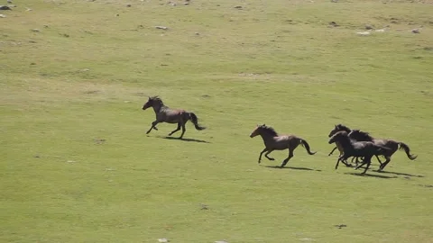 Herd of horses in the mountains Stock Footage 149016393