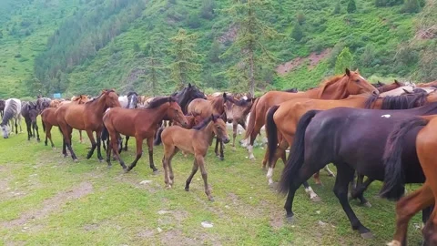 Herd of horses in the mountains Stock Footage 282348970