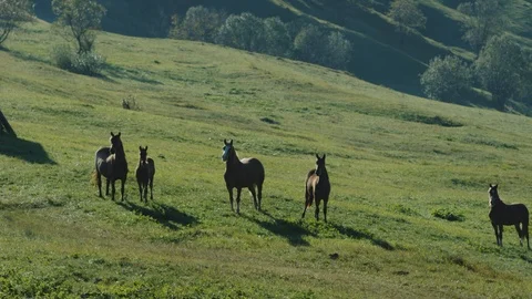 Herd of horses in the mountains looking into the camera Stock Footage 123850216