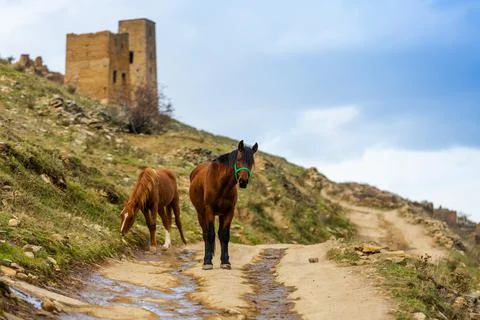 A herd of horses in the mountains Stock Photos