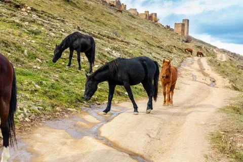 A herd of horses in the mountains Stock Photos