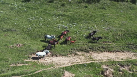 Herd of horses move migrating on a mountian pasture, aerial slow motion shot Stock-Footage 330057910