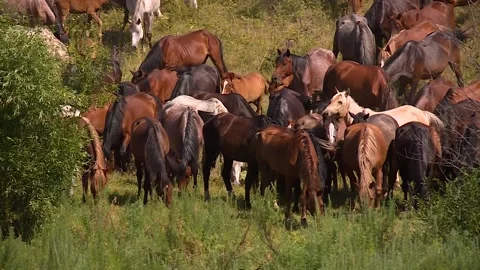 A herd of horses moving forward, grazing in the field Stock Footage 146308554