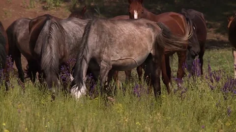 A herd of horses moving forward, grazing in the field Stock Footage 146308564