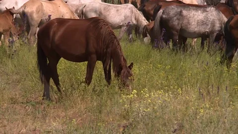A herd of horses moving forward, grazing in the field Stock Footage 146308567