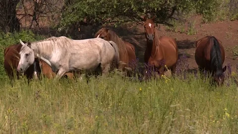 A herd of horses moving forward, grazing in the field Video stock 146308568