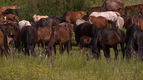A herd of horses moving forward, grazing in the field Stock Footage 146308570