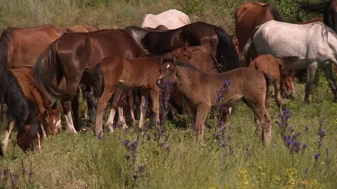 A herd of horses moving forward, grazing in the field Stock Footage 146308575