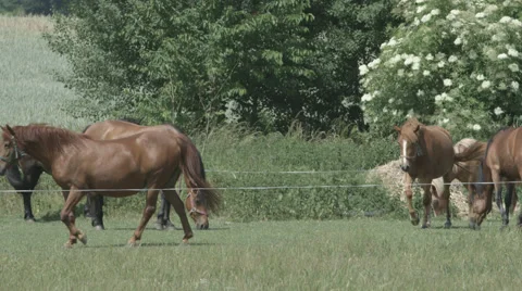 A Herd of Horses on a Paddock eating and walking in 4K Stock Footage 66441920