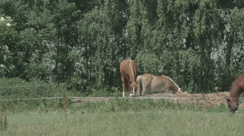 A Herd of Horses on a Paddock eating and walking in 4K Stock Footage 66445290