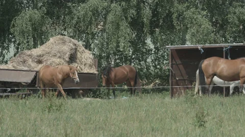 A Herd of Horses on a Paddock eating and walking in 4K Stock Footage 66446965
