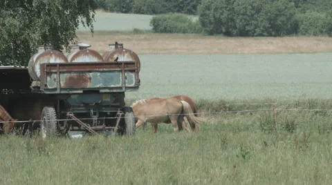 A Herd of Horses on a Paddock eating and walking in 4K Stock Footage 66447273