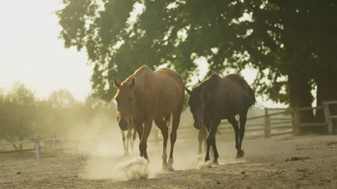 A herd of horses in a paddock on a ranch Video stock 252936989