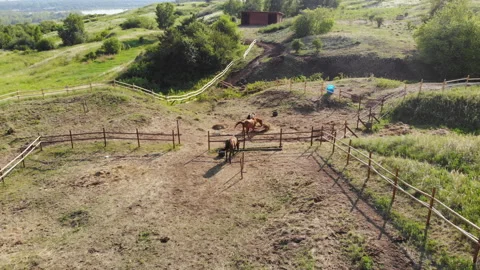 A herd of horses in the paddock, top view. Stock Footage 116412124