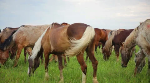Herd of horses in the pasture Stock Footage 39343140
