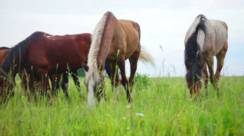 Herd of horses in the pasture Video stock 39343370