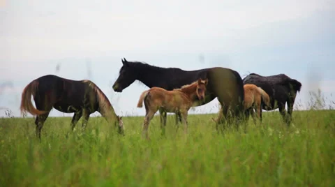 Herd of horses in the pasture Stock Footage 39343413