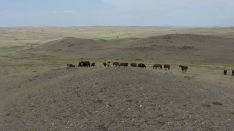 A herd of horses on a pasture Stock Footage 248276475
