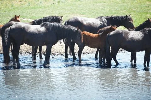 Herd of horses Stock Photos