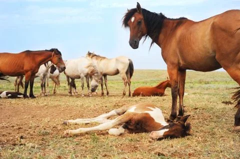 Herd of horses Stock Photos