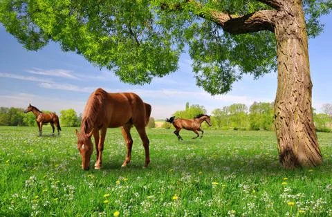 Herd of horses Stock Photos