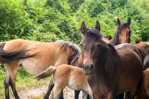 Herd of horses Stock Photos