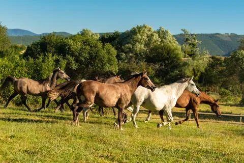Herd of horses Stock Photos
