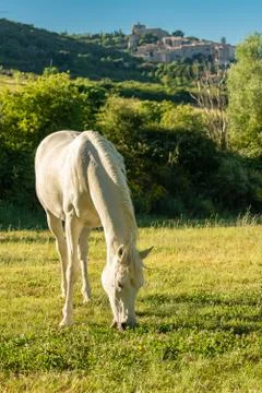 Herd of horses Stock Photos
