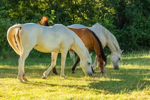 Herd of horses Stock Photos
