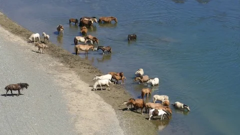 The herd of horses on the river bank. Stock Footage 82220945