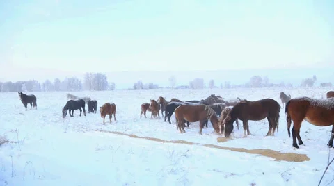 Herd of horses on roaming Stock Footage 60942474