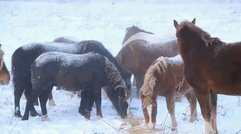 Herd of horses on roaming 스톡 동영상 60942492