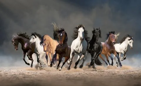 Herd of horses run forward Stock Photos