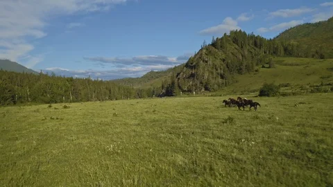 Herd of horses run galloping over sunny grassland meadow field near forest hills Stock Footage 126364298