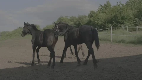 A Herd of Horses Run Out of The Stables. Shot in 4K / V-Log Video stock 132797484