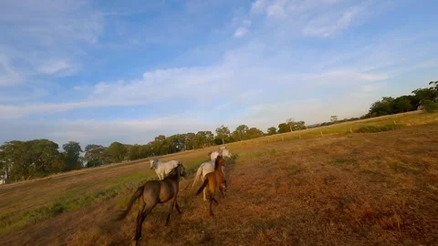 Herd of horses running across a field at sunset. Drone Fpv video. Stock Footage 259563243