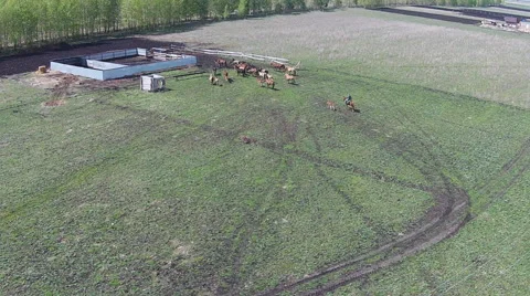 Herd of horses running in corral Stockbeeldmateriaal 62642323