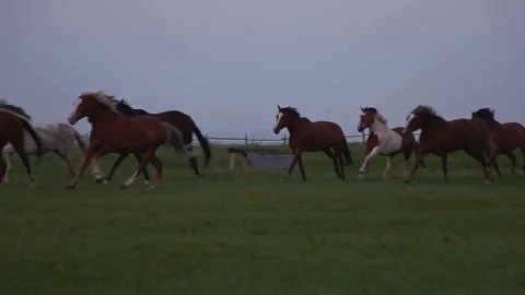 Herd of horses running on the Farm Ranch Stock Footage