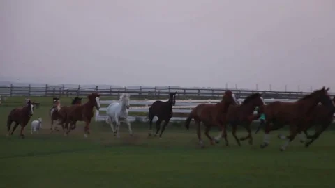 Herd of horses running Video stock 73005726