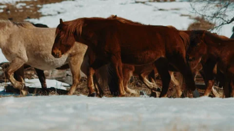 Herd of horses running gracefully in winter forest Stock Footage 36872452