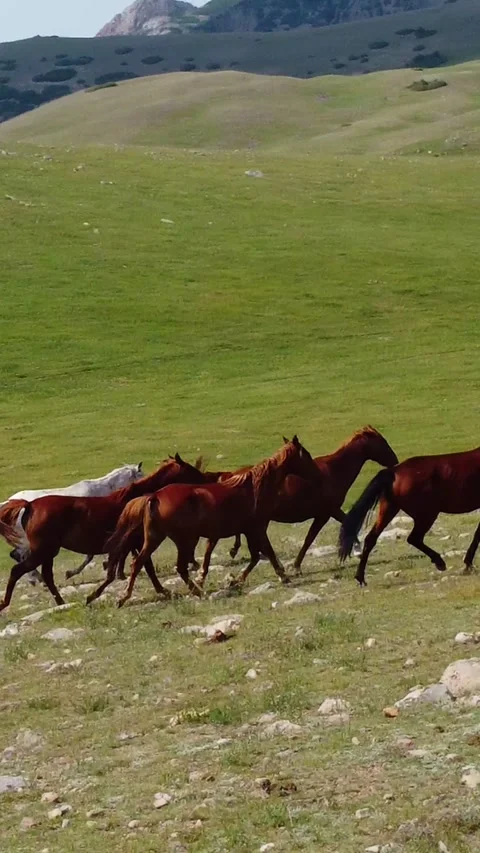 Herd of horses running in a long line on a rocky green hillside pasture Vídeos de archivo 336693357