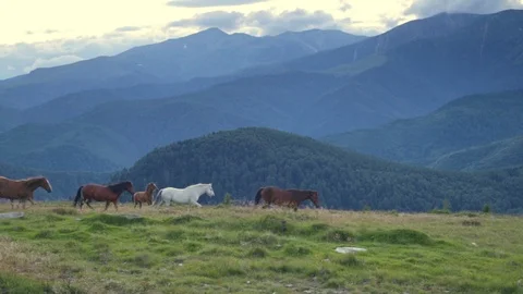 Herd of horses running on mountain background Stock Footage 91832702