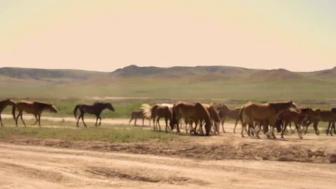 Herd of horses running on the steppes in the background cloudy sky Stock Footage 75693981