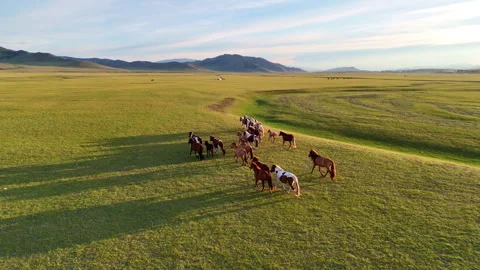 Herd of horses running at sunset. Stock Footage 283575664